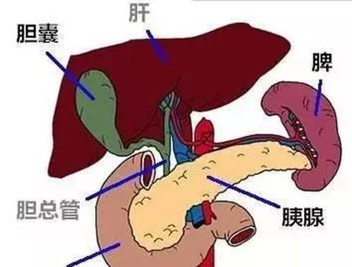 甲流偏爱肥胖病人_甲流感染者增多，服奥司他韦遵医嘱